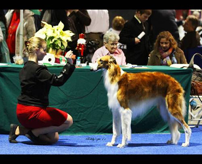 Top Junior Handler 2012